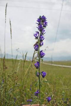 露蕊乌头花