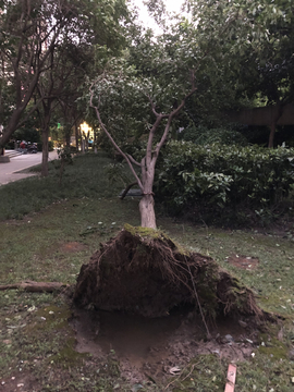 台风过后倒伏的树木