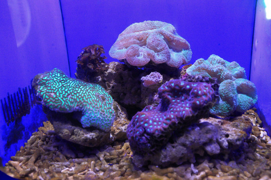 海洋生物