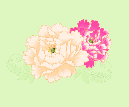牡丹花