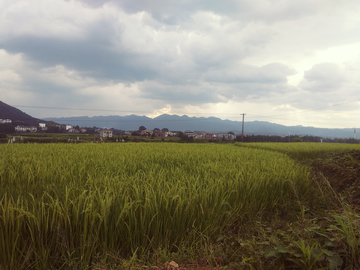 乡村稻田风景