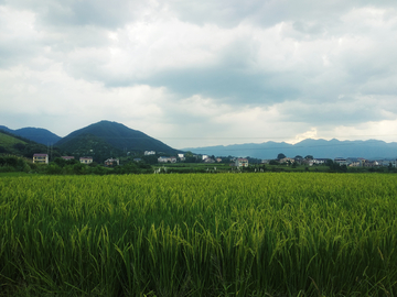 乡村稻田风景