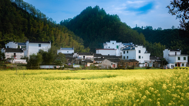 婺源油菜花