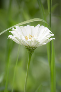 白色格桑花