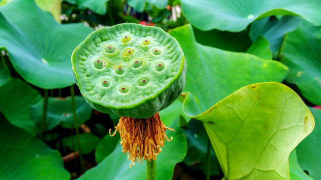 芳菲莲莲蓬