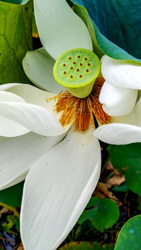 水晶白莲花