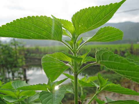 野草