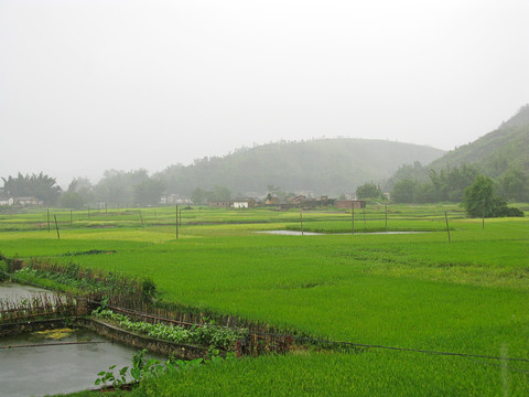 雨天稻田