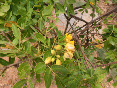 雙莢決明花