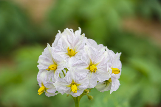 洋芋花开