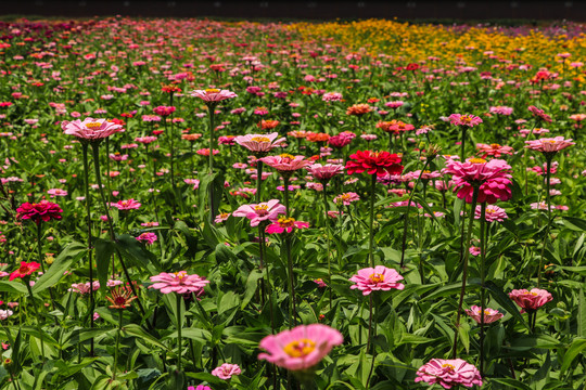 罗平花海百日菊格桑花