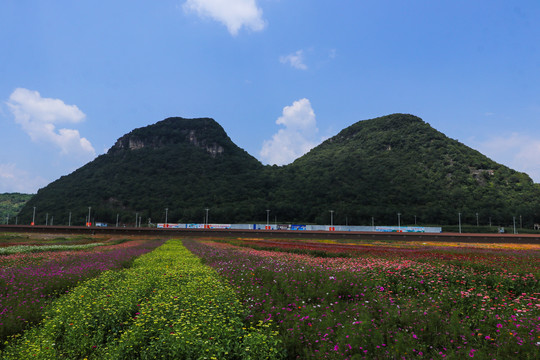 罗平花海百日菊格桑花