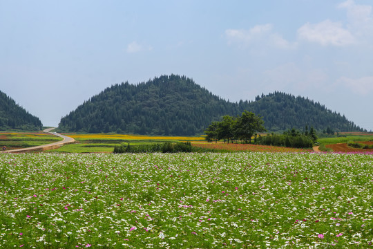 罗平花海百日菊格桑花