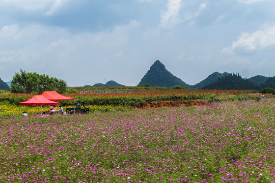 罗平花海百日菊格桑花