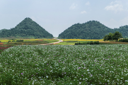 罗平花海百日菊格桑花