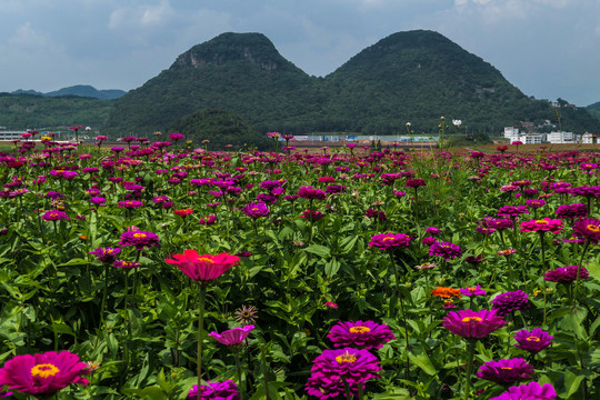 罗平花海百日菊格桑花