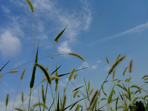 狗尾巴草