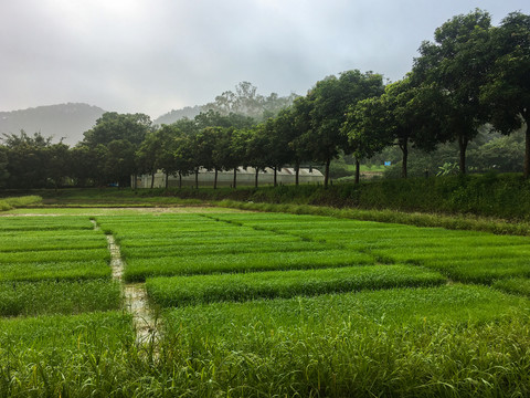 清晨的湿地公园