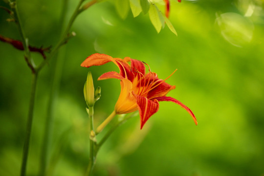 大花萱草