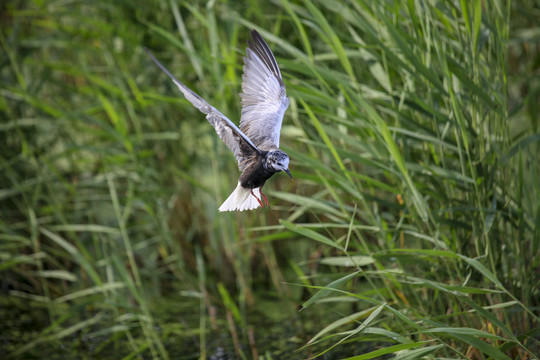 湿地里的飞鸟