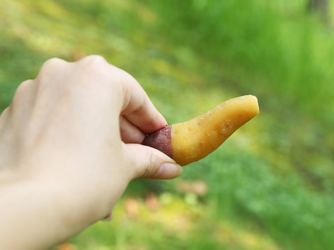 天目山小香薯