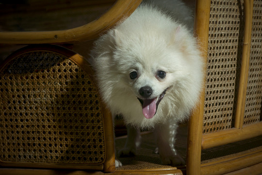 博美犬