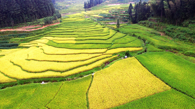 紫鹊界秋景