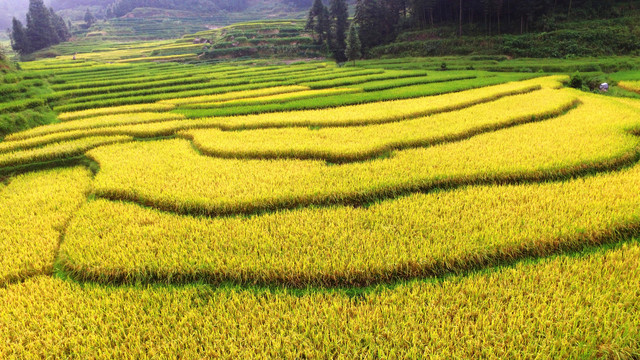 紫鹊界秋景