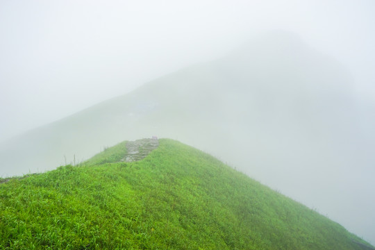 雾中草地