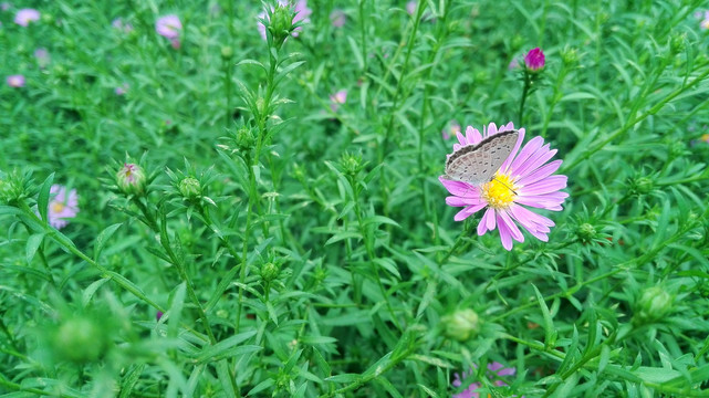 荷兰菊