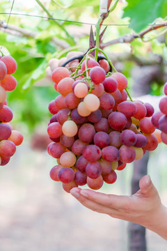 葡萄园采摘红提子红葡萄