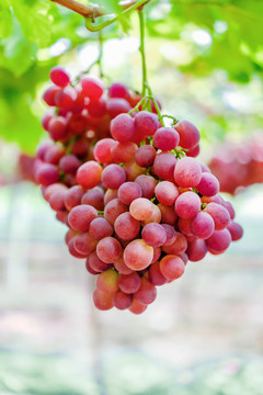 葡萄园成熟的红提子红葡萄