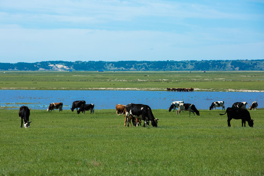 夏季草原湖泊牛群