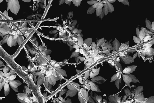 植物黑白摄影