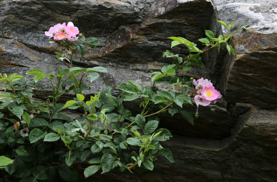 岩石山花