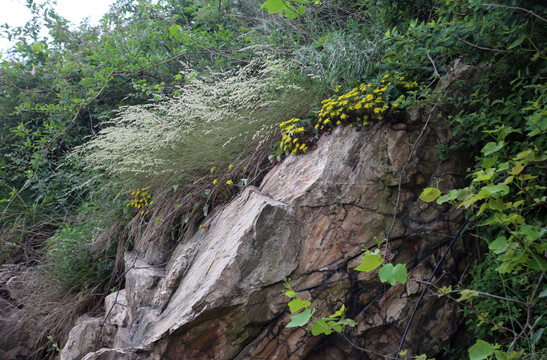 岩石山花