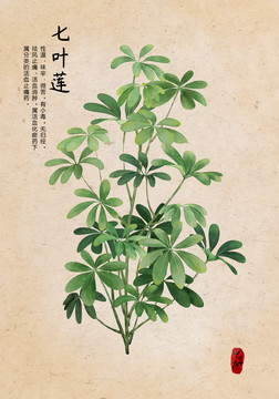 七葉蓮