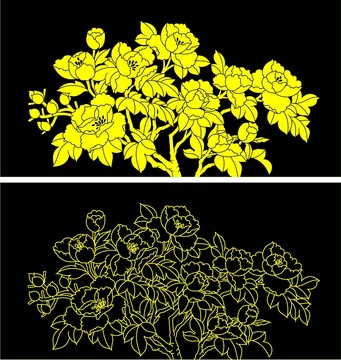 牡丹花