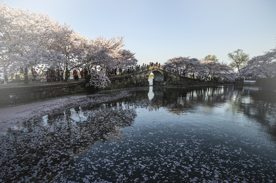 长春桥樱花