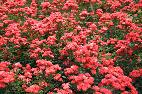 花墙背景