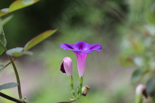 牵牛花