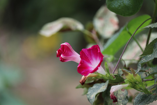 牵牛花