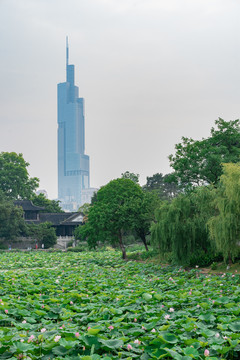 紫峰大厦与荷花