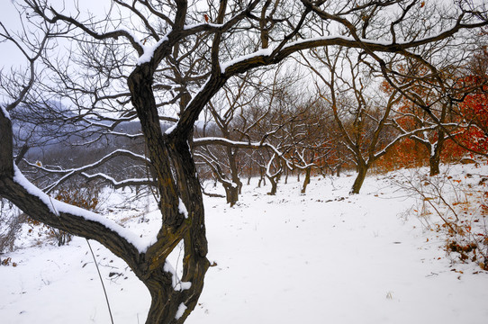 雪景