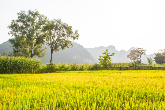 田野