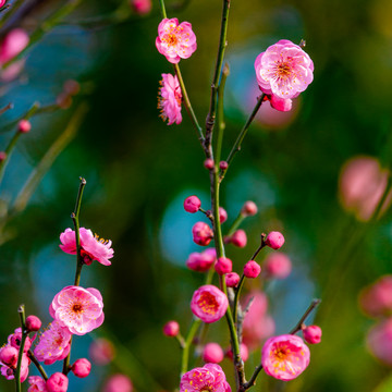 花枝招展