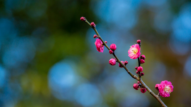 朱砂梅