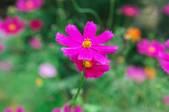 格桑花