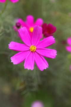 格桑花