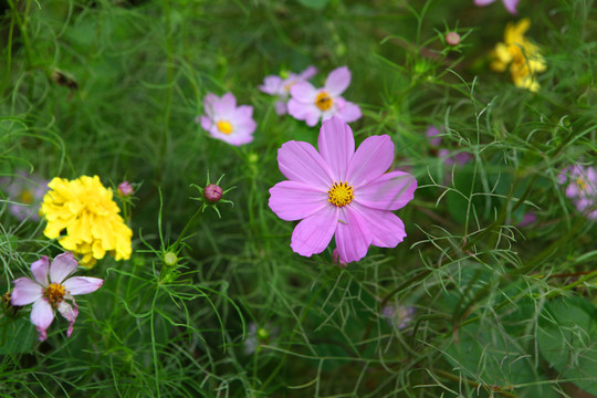 格桑花